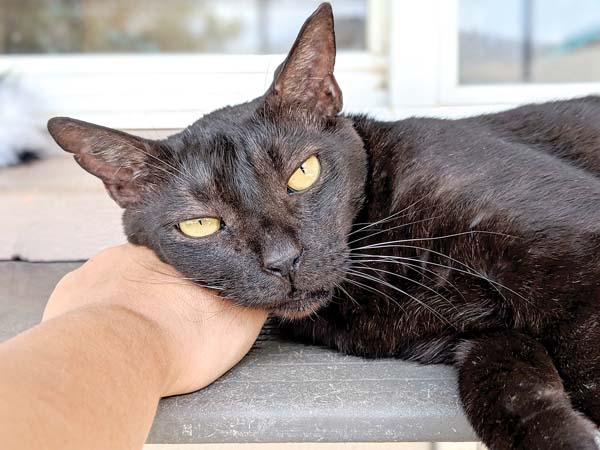 Pet of the Week